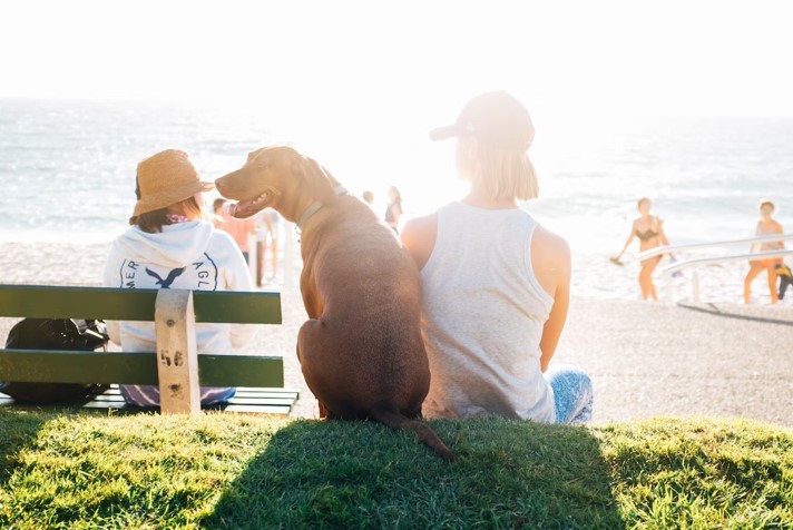 Happy dog by the seaside