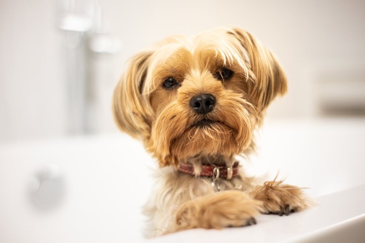 dog in bath