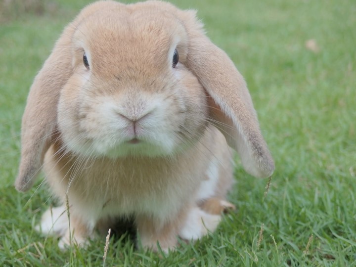 Rabbit sat on grass.