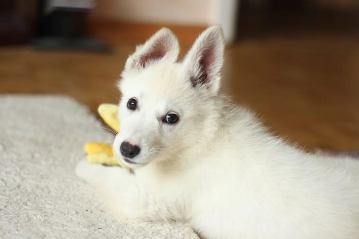 Puppy Training: The Basics