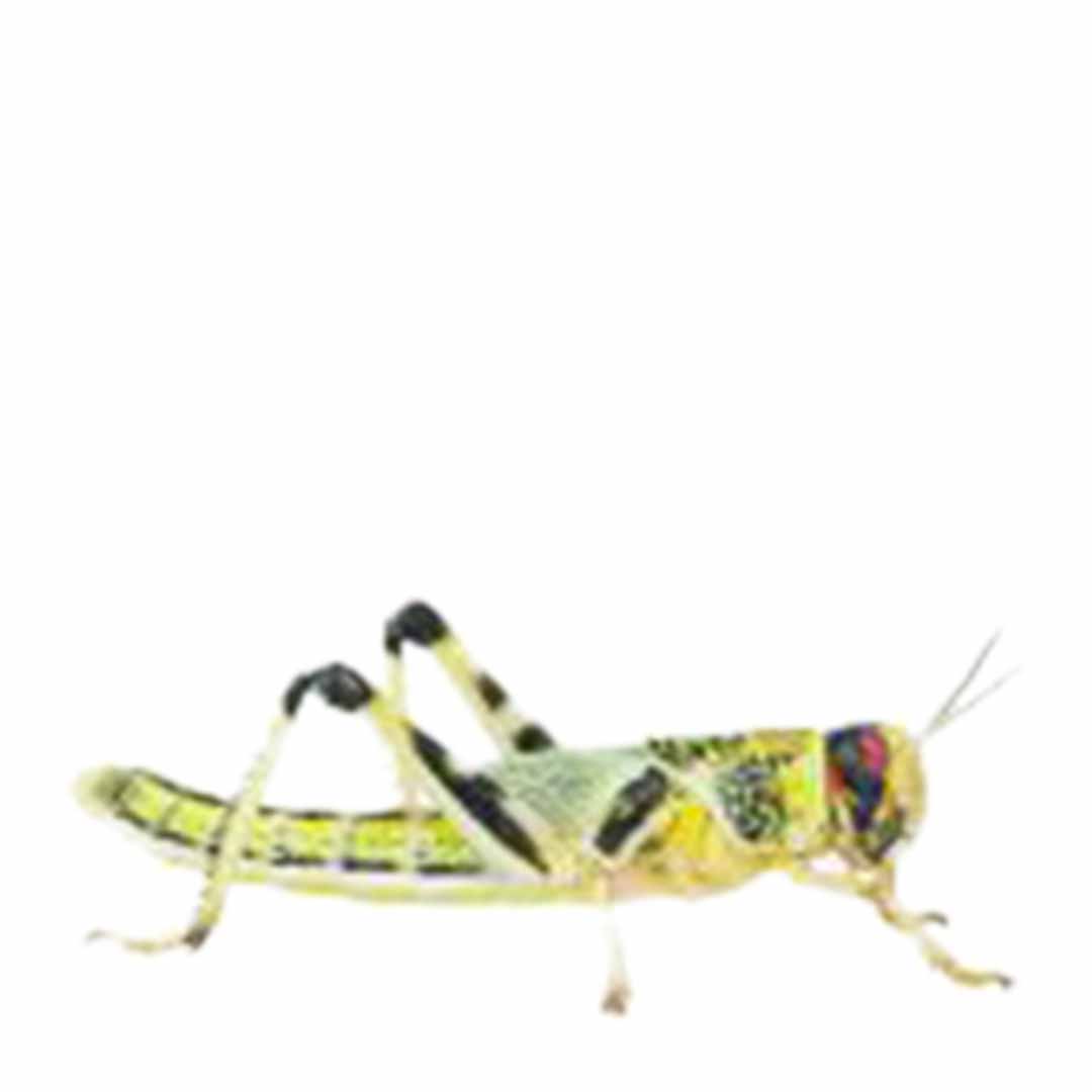 Peregrine Locusts Reptile Live Food, X-Large