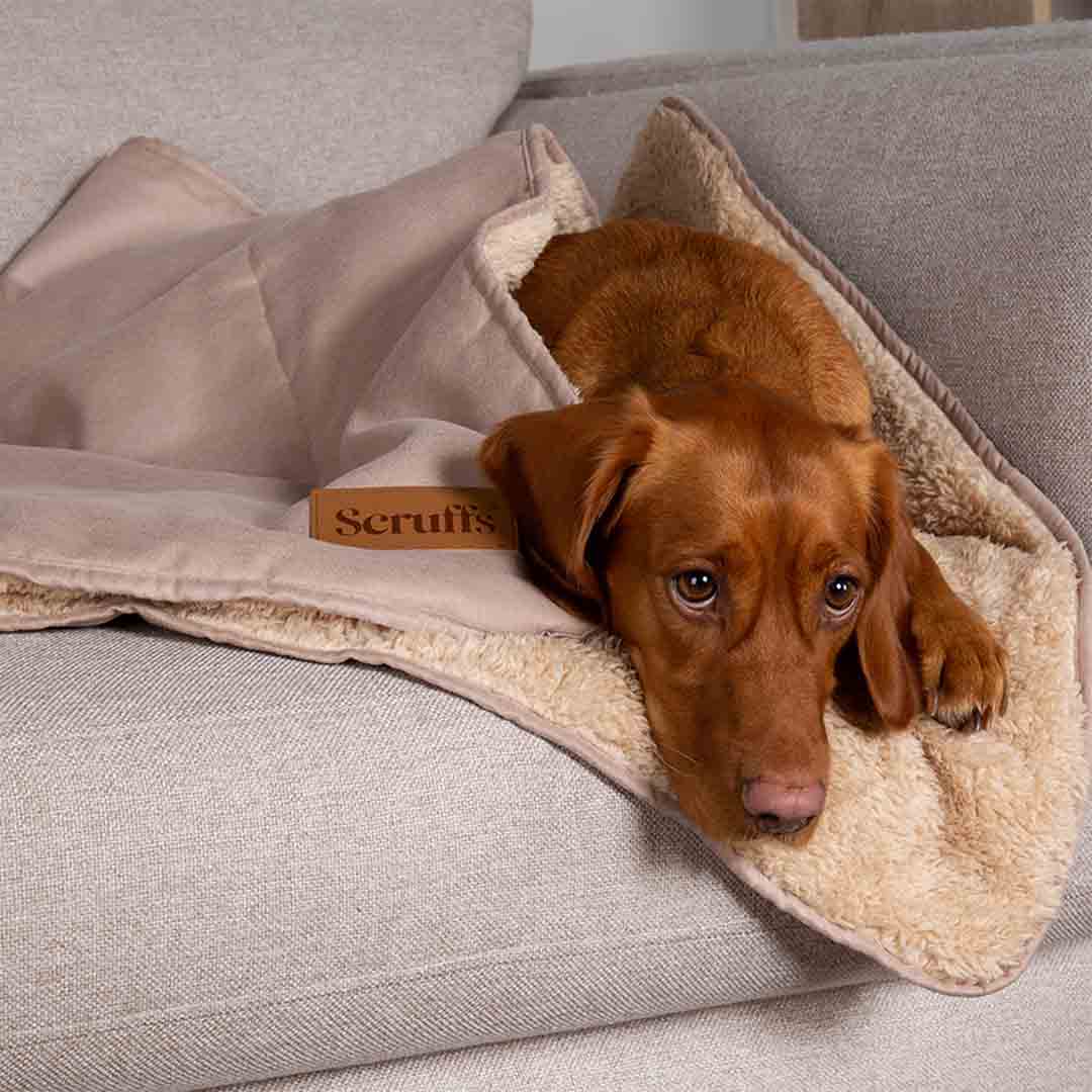 Scruffs Snuggle Pet Dog Blanket, Sand