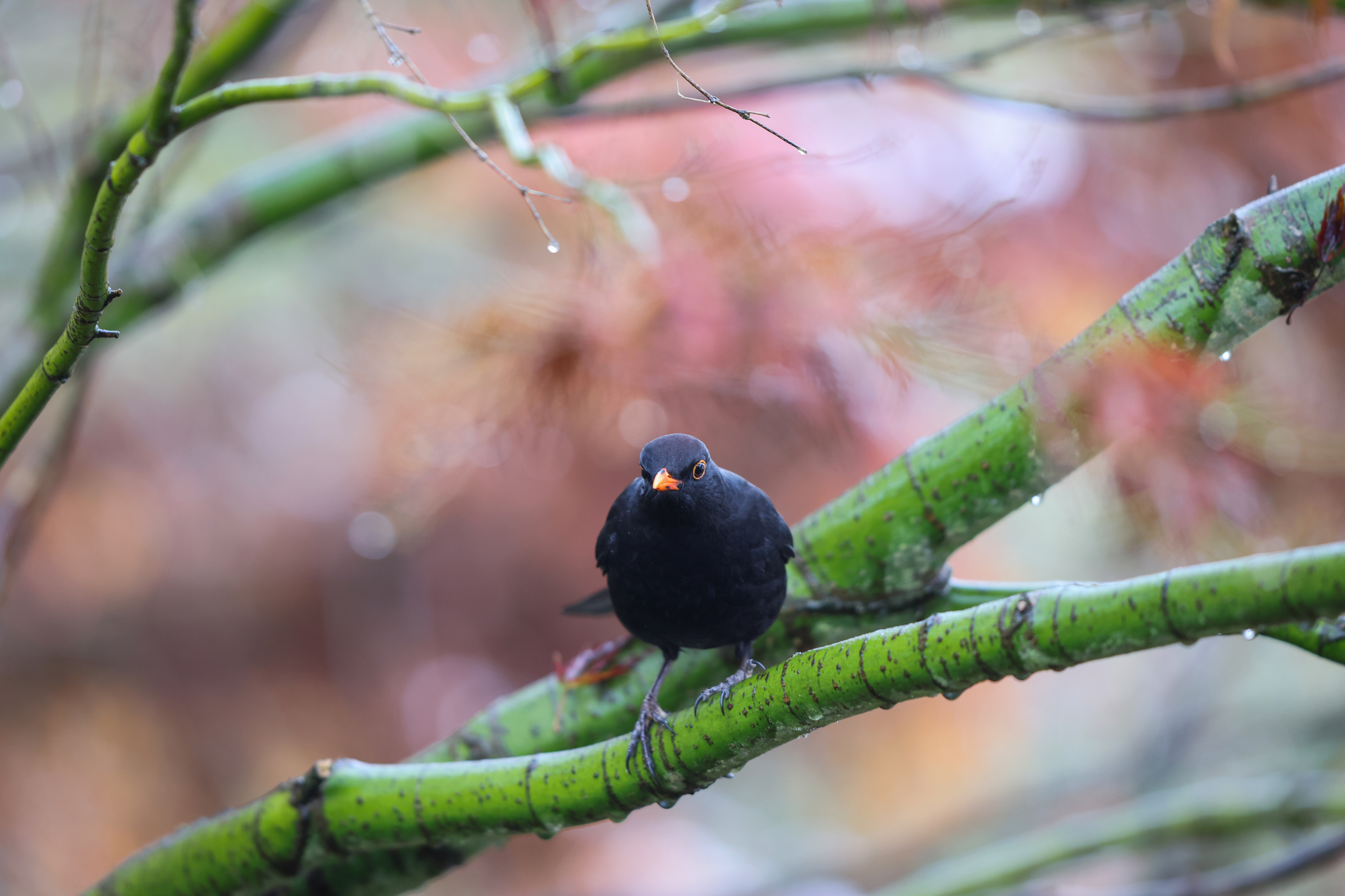 Guide to LFJ Millers: Bird