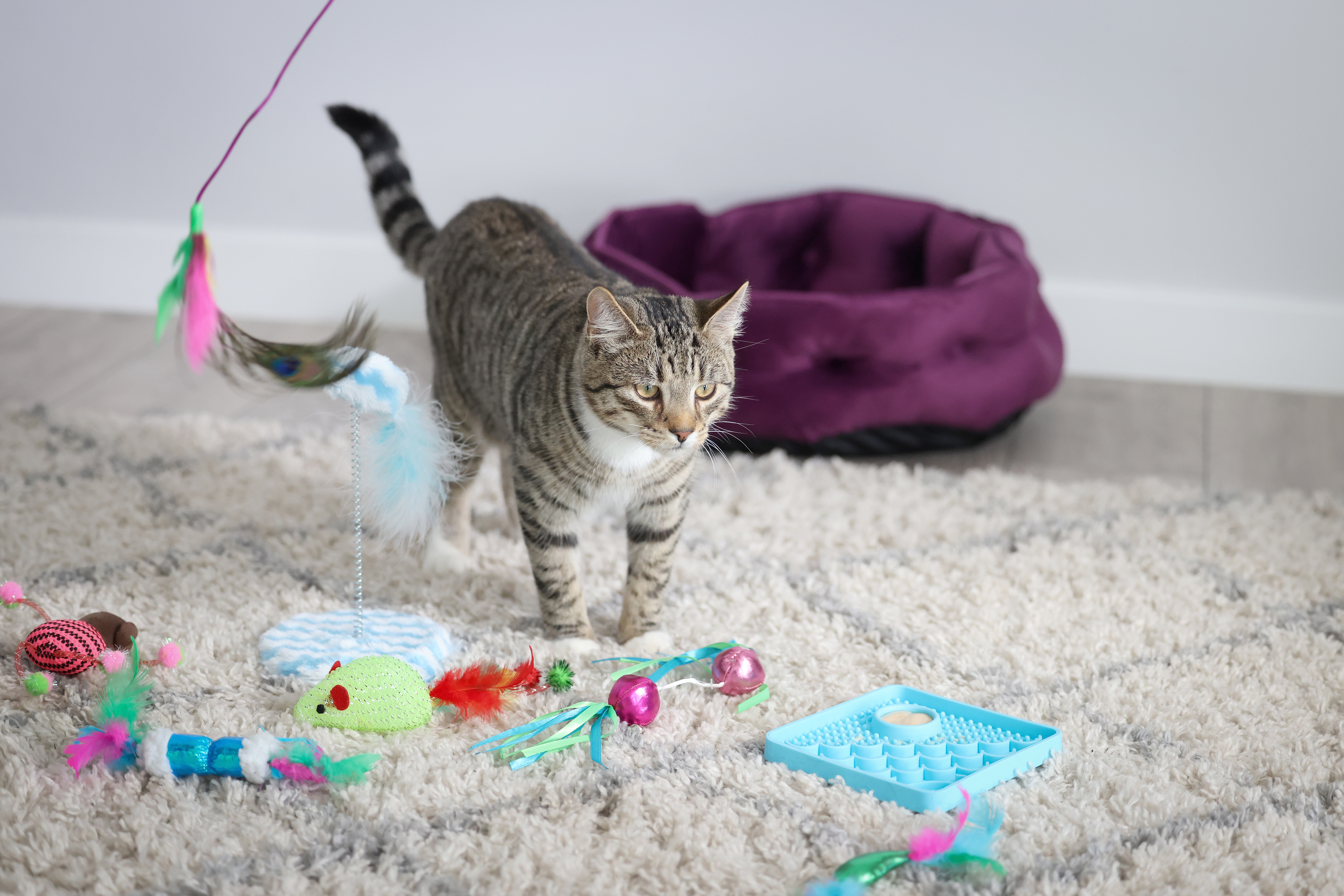Tabby cat walking on a beige rug, surrounded by colorful toys, with a purple pet bed in the background.