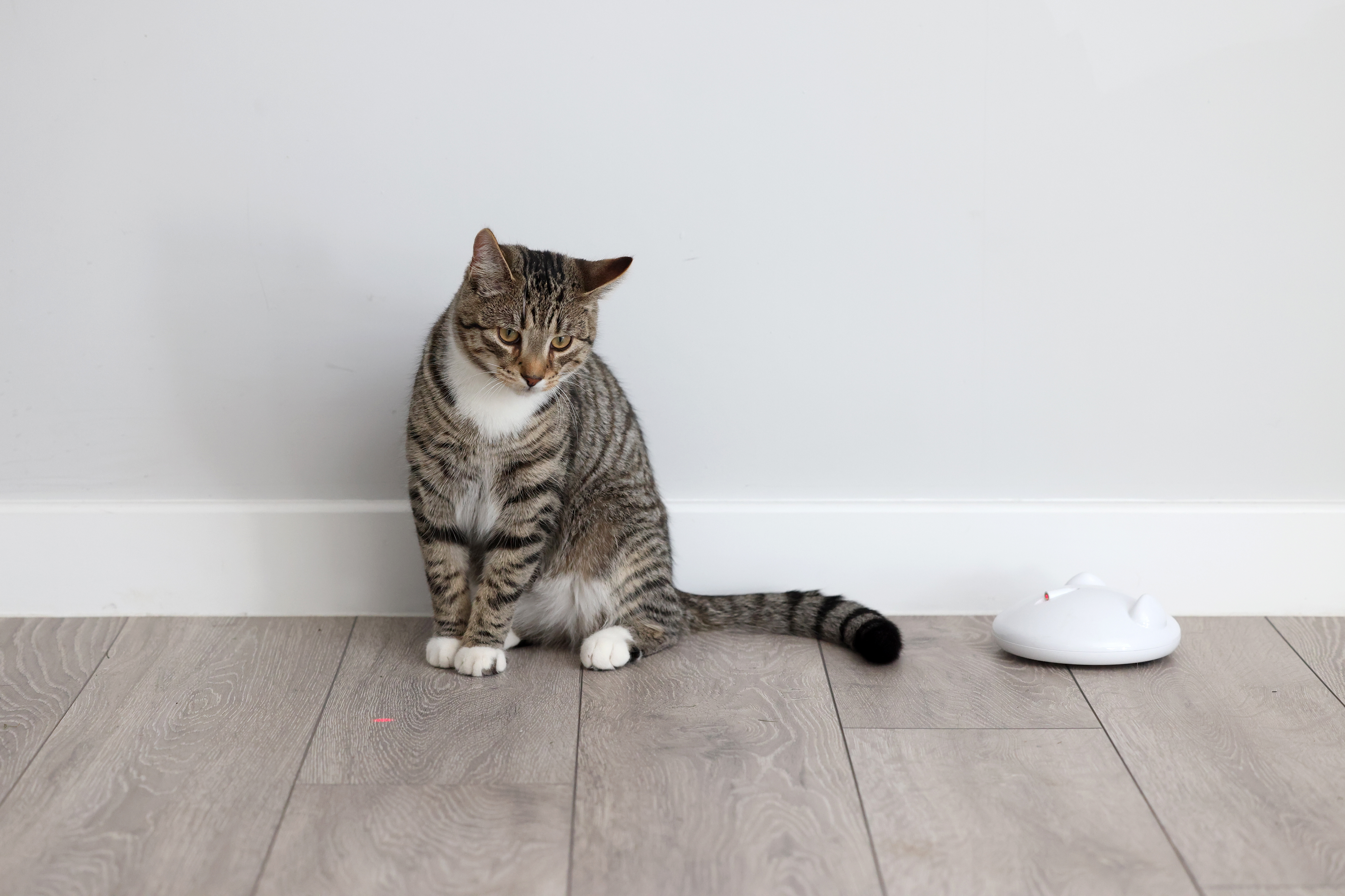 Cat sat next to toy.
