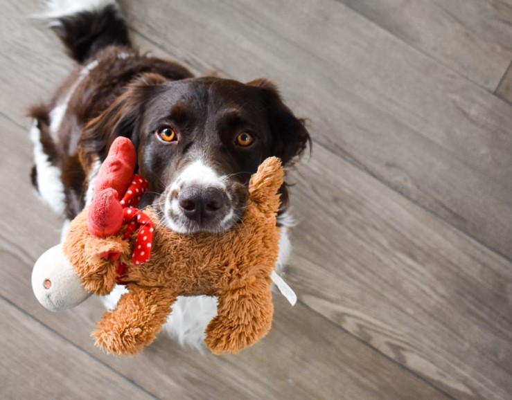 How to Entertain Your Pet This Autumn