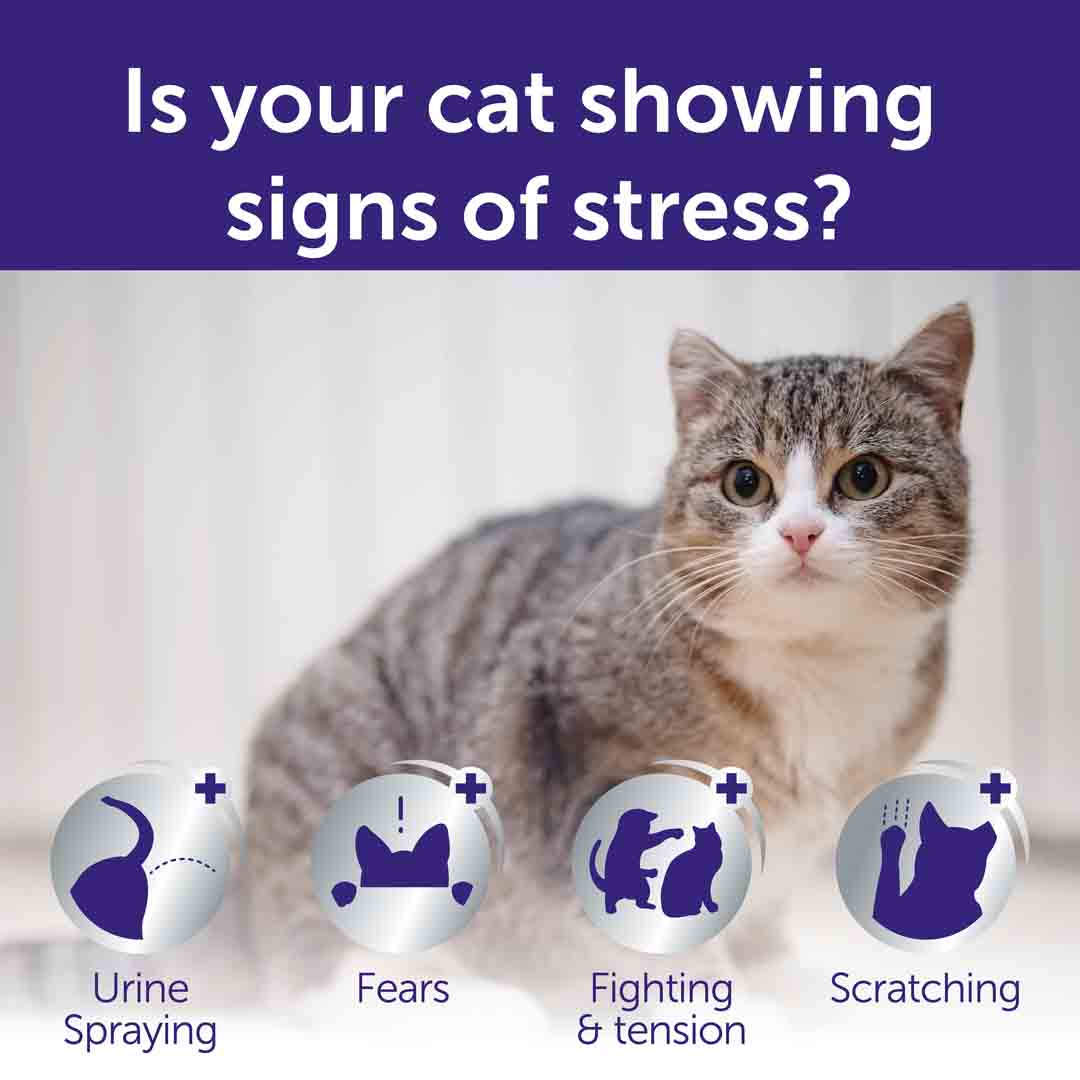Feliway Optimum Refill 3 Pack