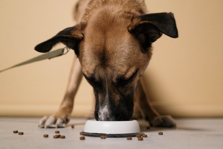 Changing Dog Food: How to do It The Right Way