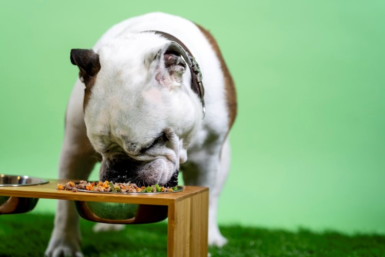 Watching Your Pet's Weight