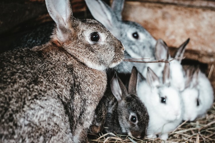 Bonding Your Rabbits