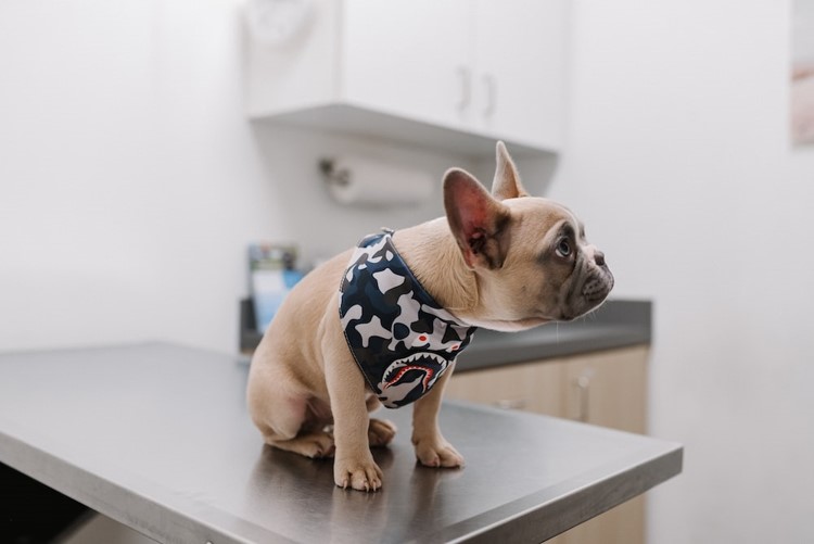 How Often Should My Pet Visit The Vet?
