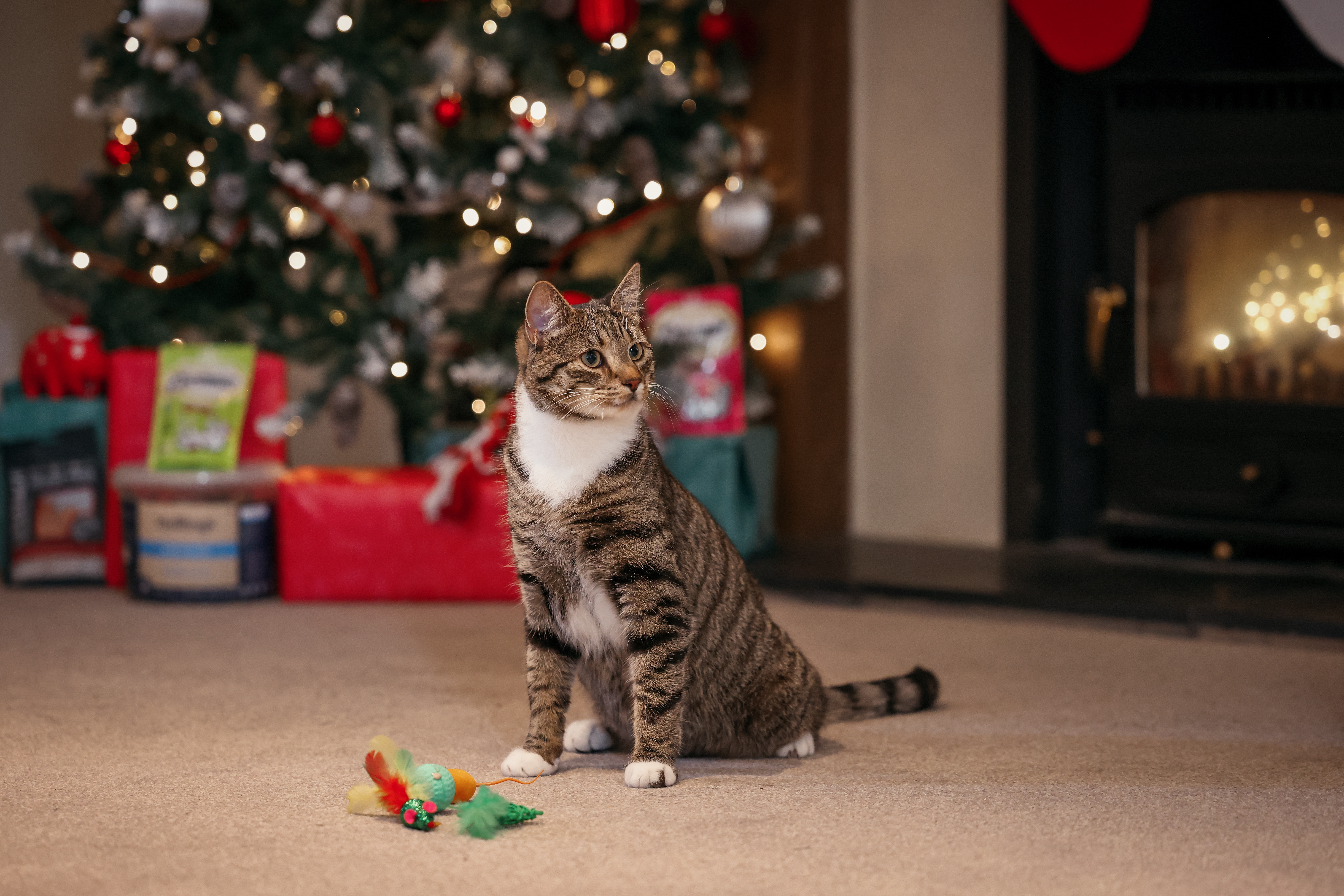 Cat sat with toy.