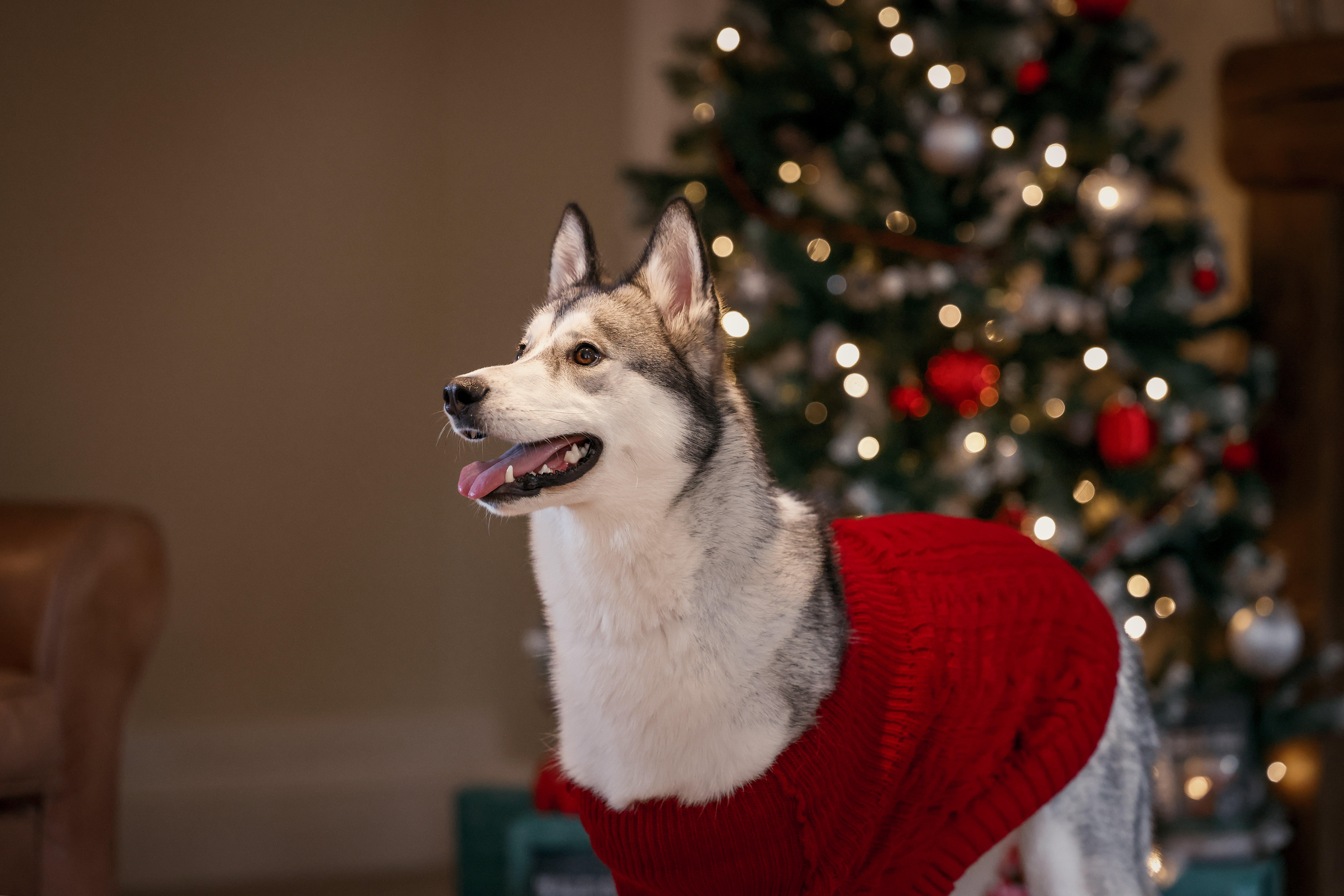 Husky wearing jumper in front of tree.