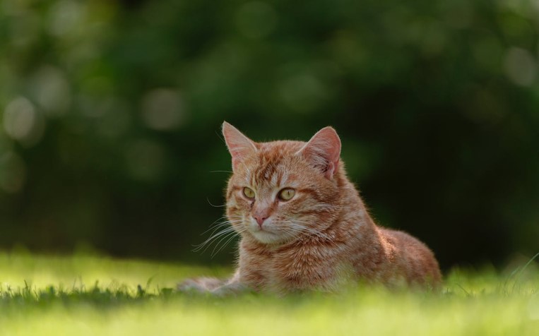 Cat in the shade