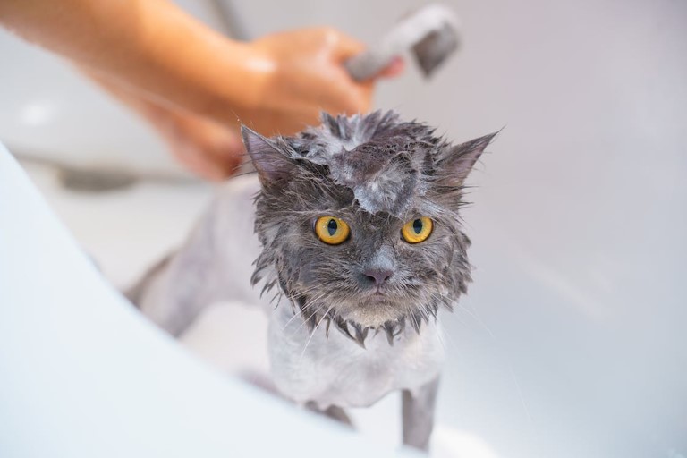 Cat being bathed