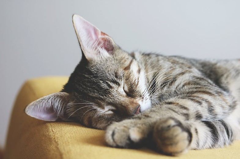 How Long Do Cats Sleep?