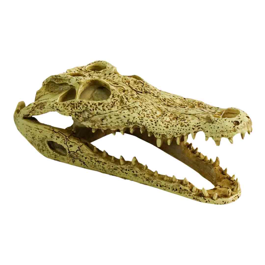 ProRep Crocodile Skull Reptile Terrarium Decoration