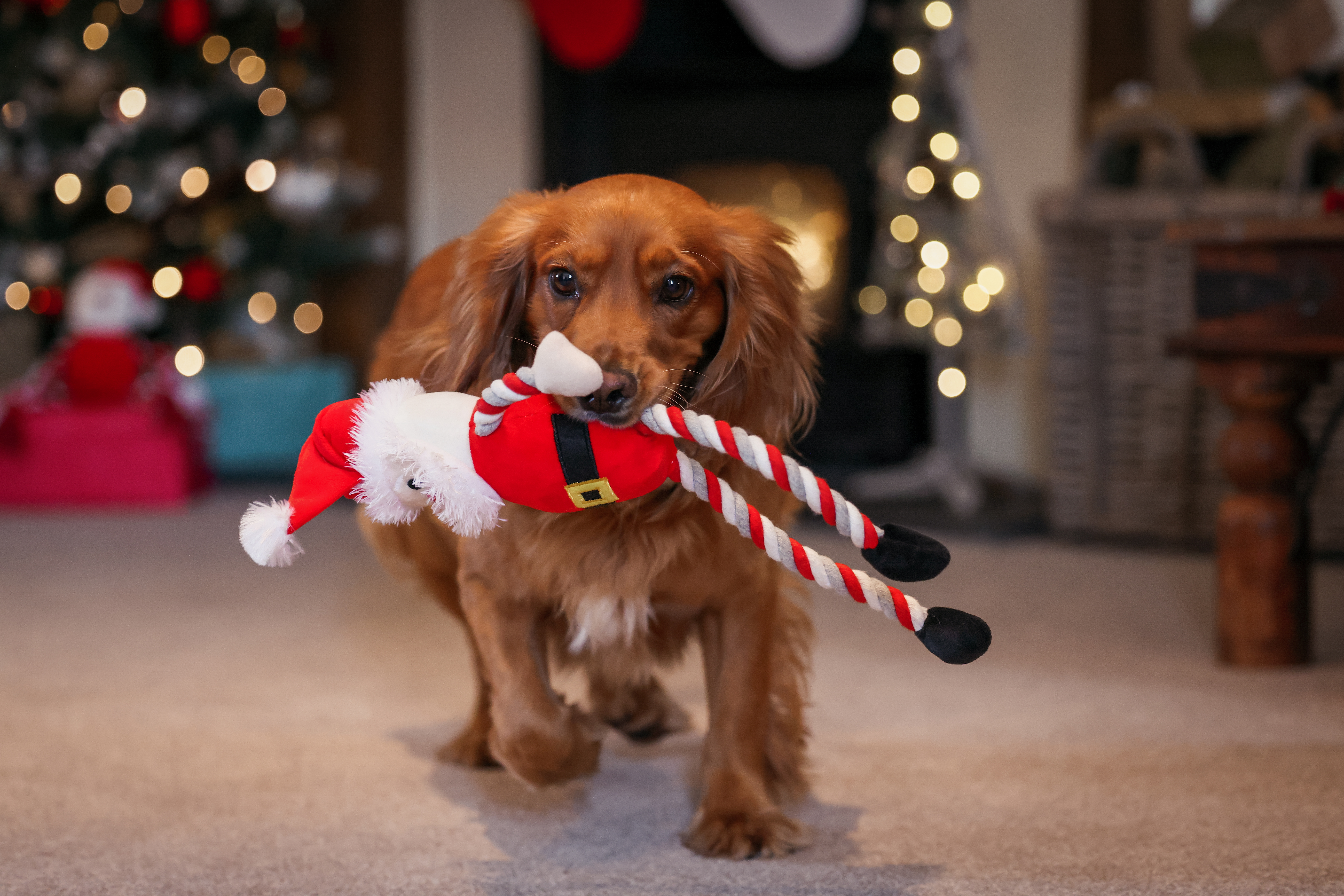 Dog with toy in mouth.