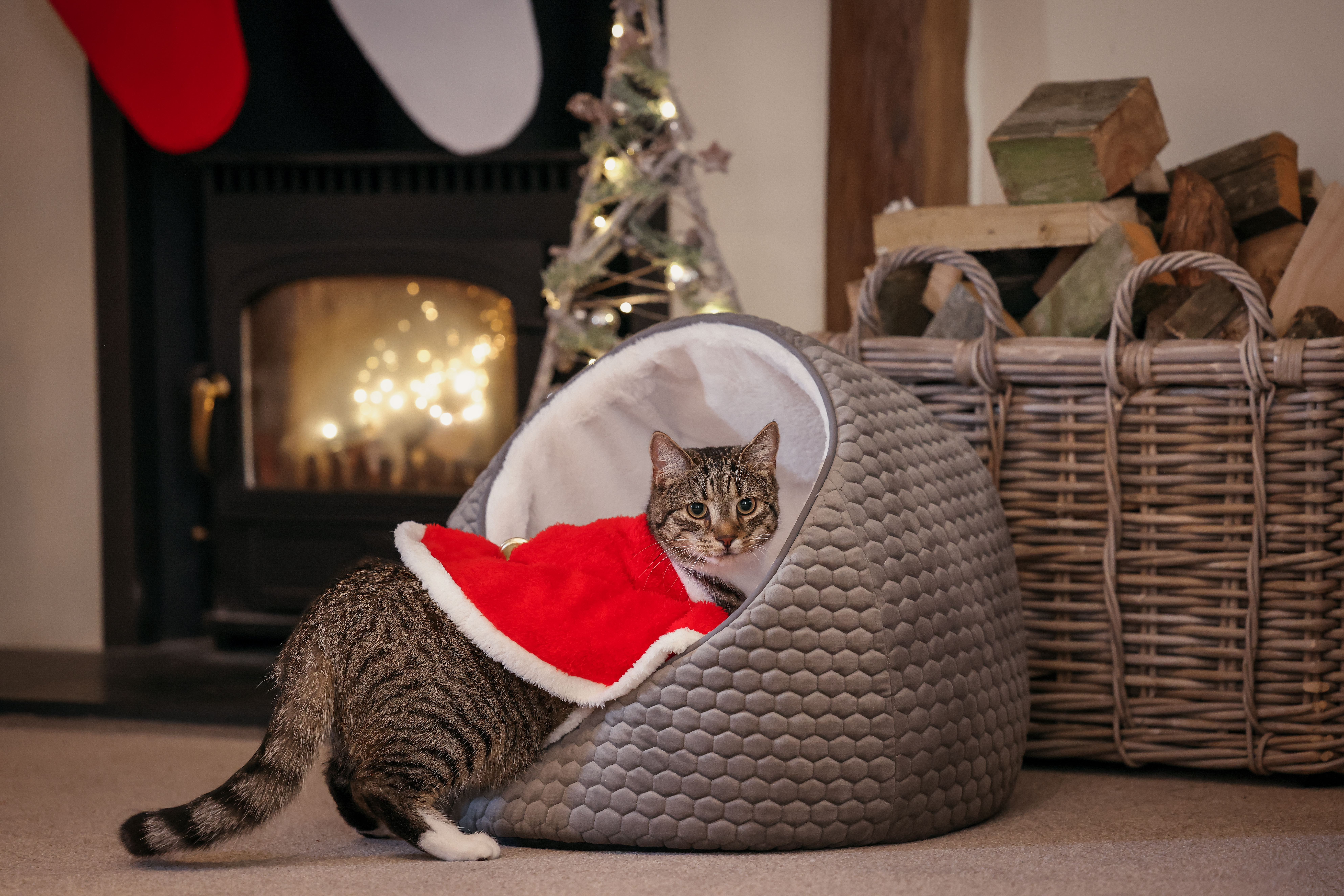 Cat sat in bed wearing Christmas jumper.