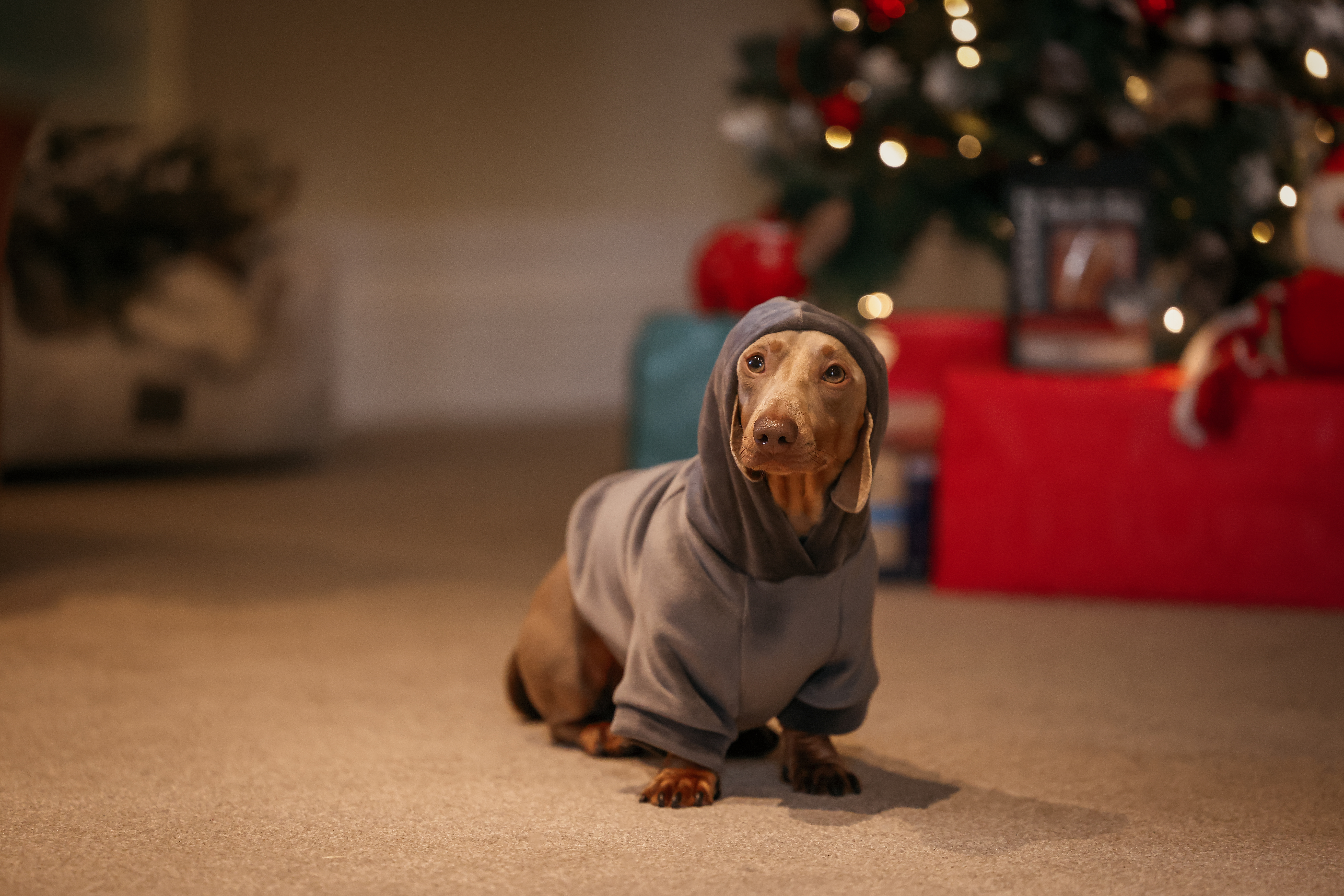 Sausage dog wearing hoodie.