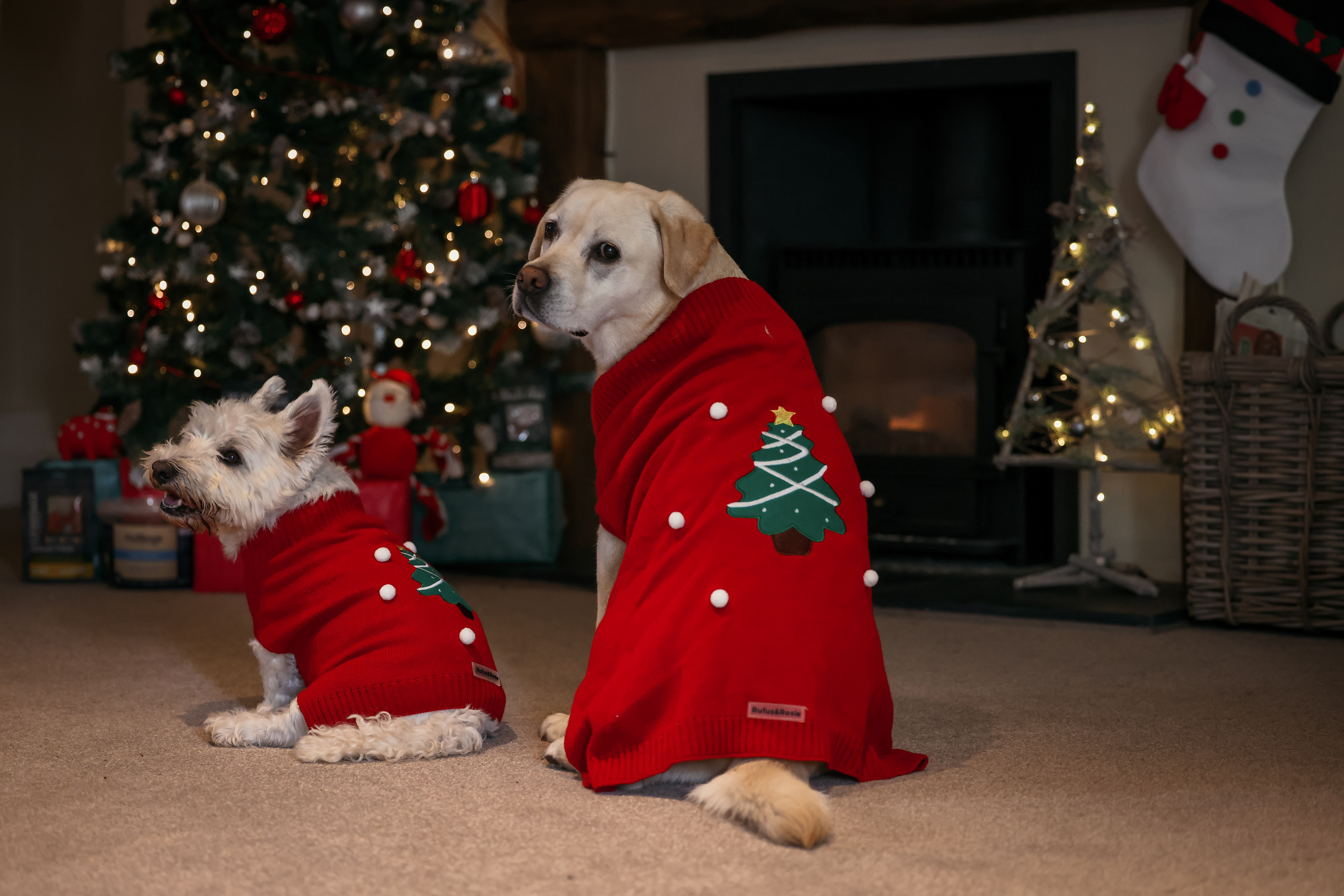 Two dogs wearing jumpers in front of tree.
