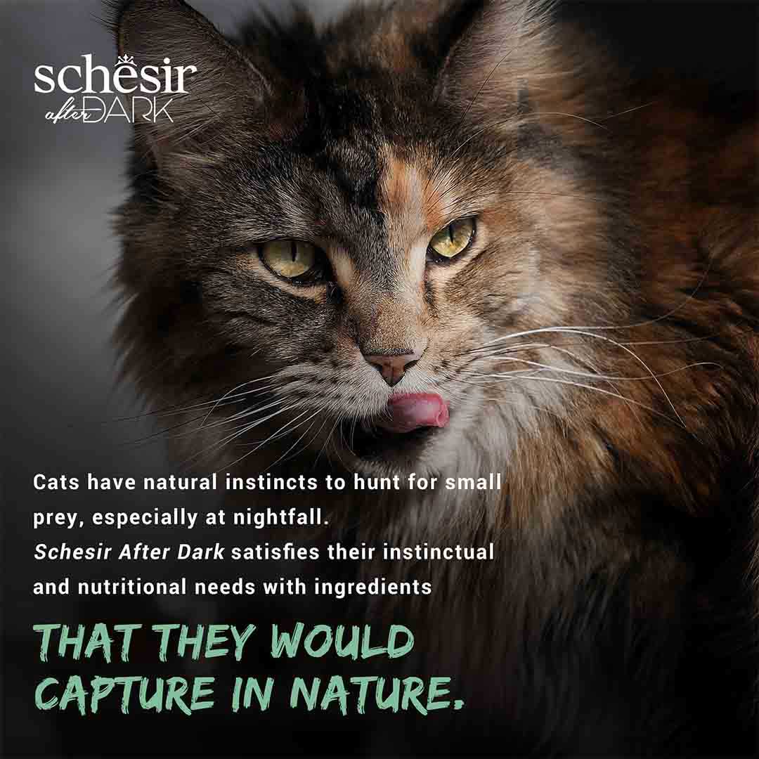 Schesir After Dark Complete Wet Cat Food Chicken & Quail Egg in Fillets 80g