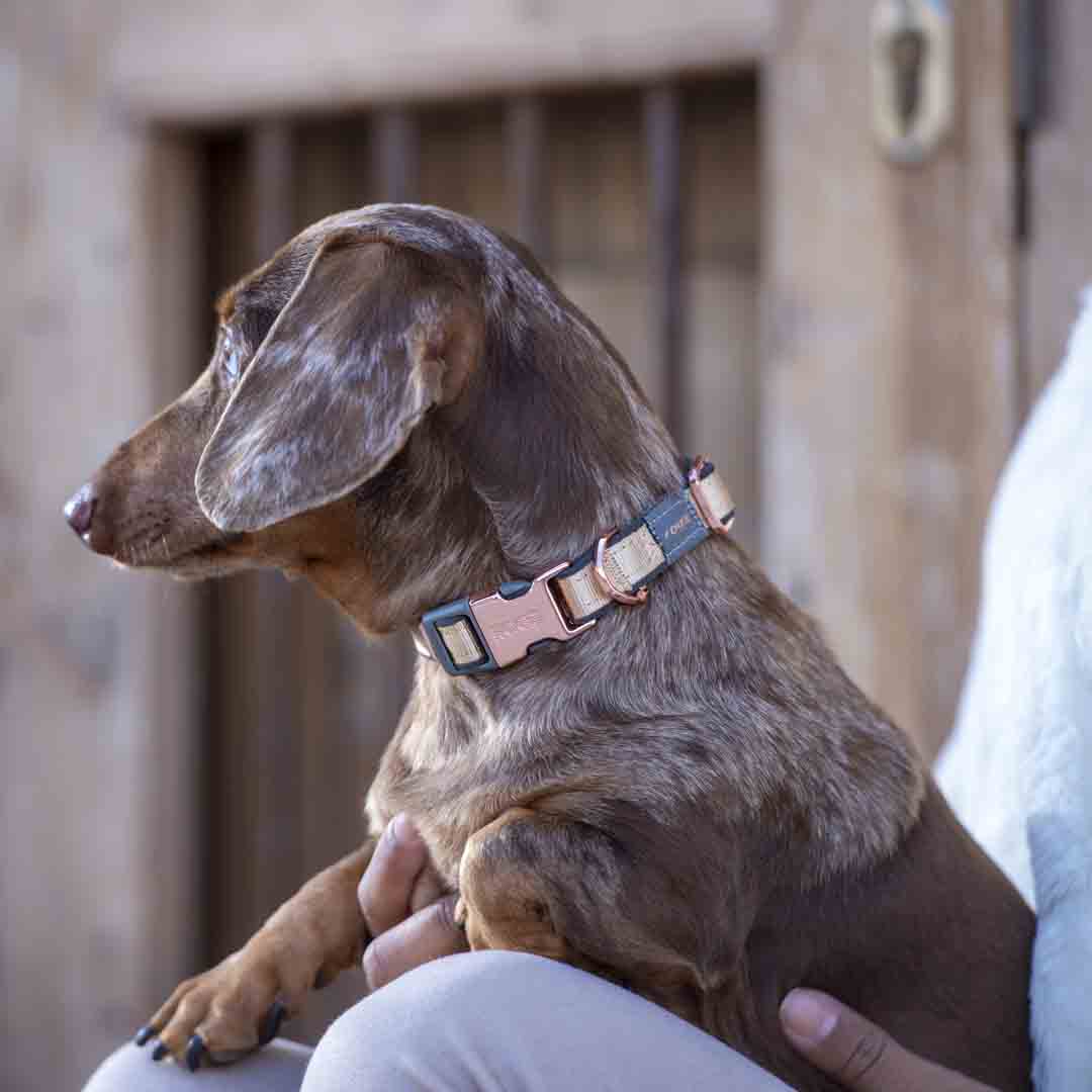 Rogz Urban Release Dog Collar, Small