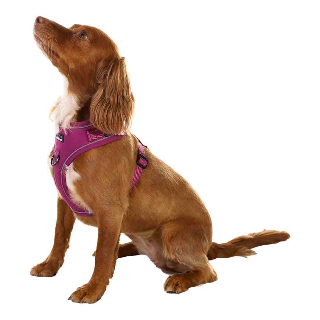 Doodlebone Trendy Tails Stomp Dog Harness Purple 4-7