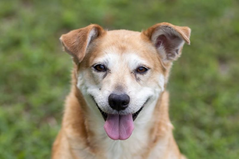 image of happy older dog