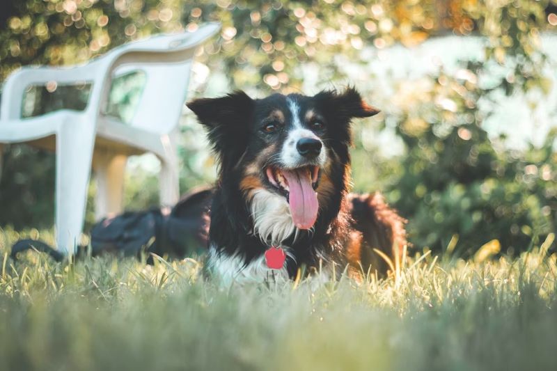 Dog sat in grass.