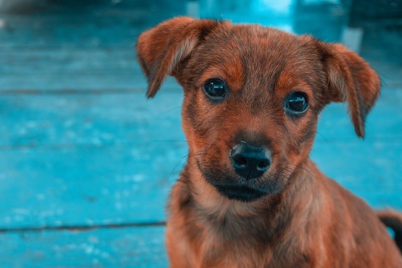 Puppy stood in front of pool.