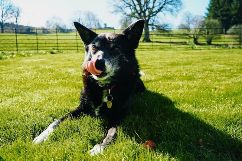 image of dog in field