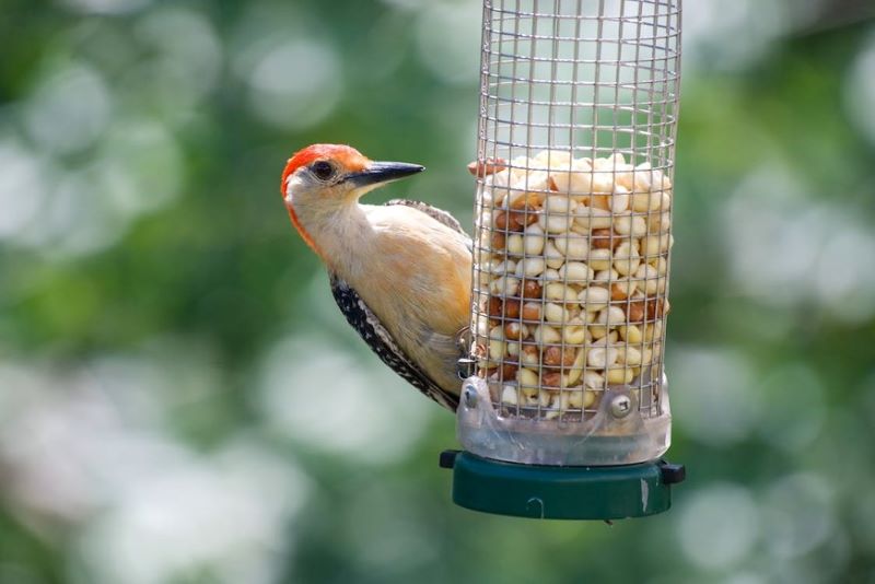 Bird perched on a feeder.
