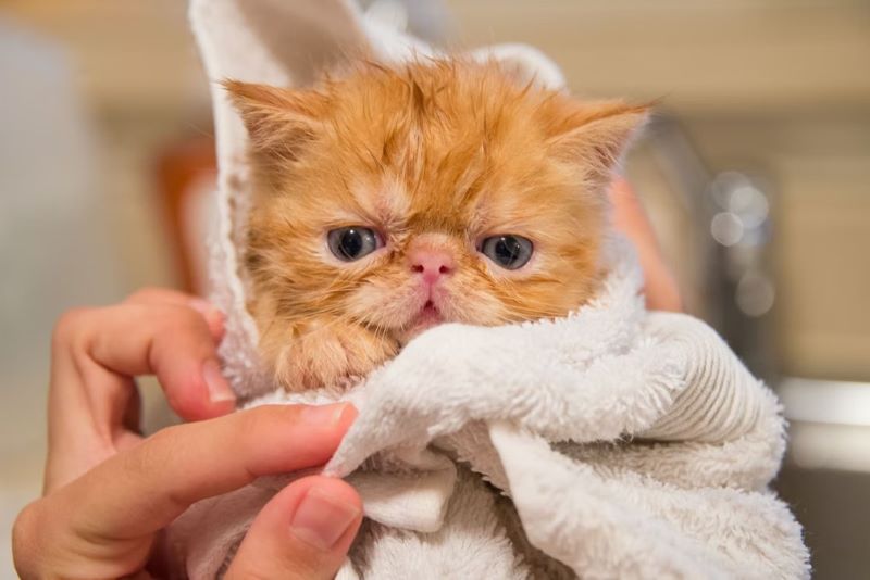 Fluffy orange kitten wrapped in a white towel, looking at the camera with wide blue eyes.