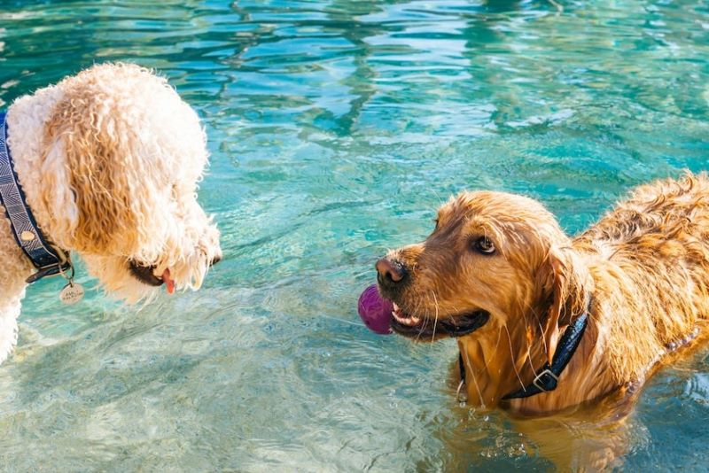 Dogs in pool