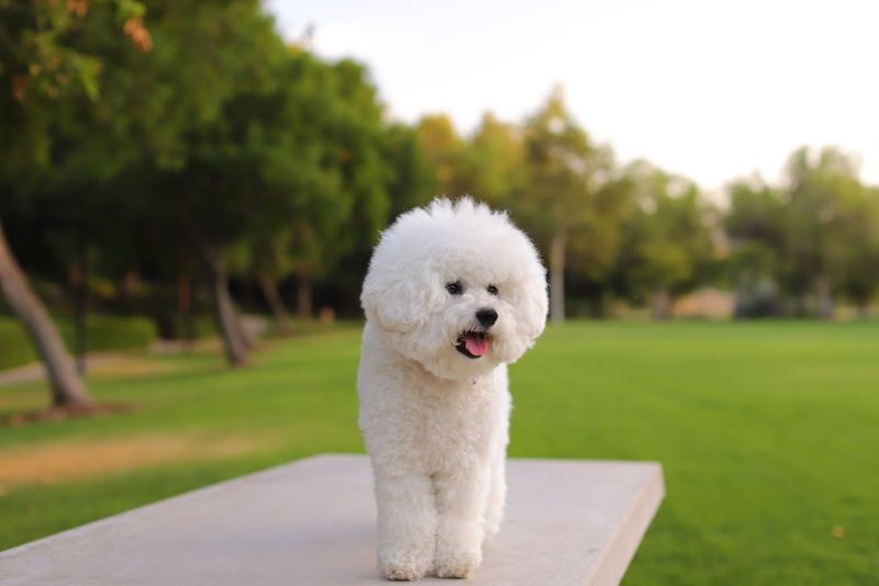 Hypoallergenic dog stood outside.