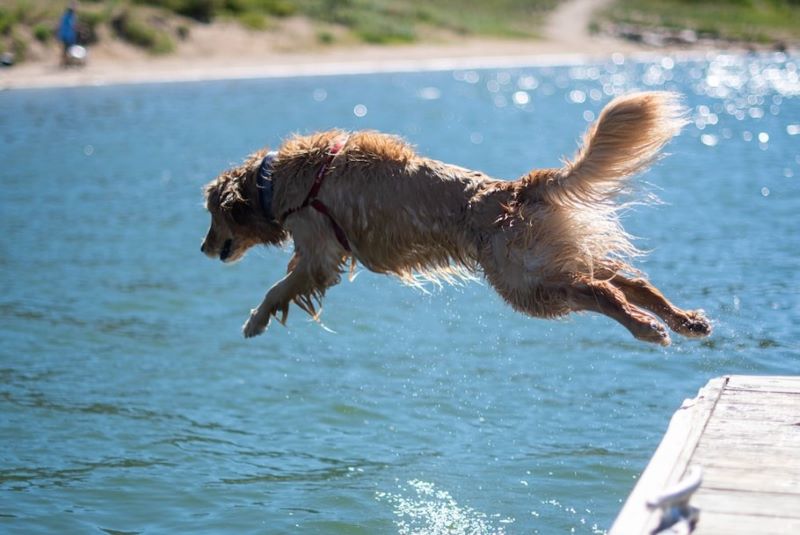 Dog jumping off the dock into water.