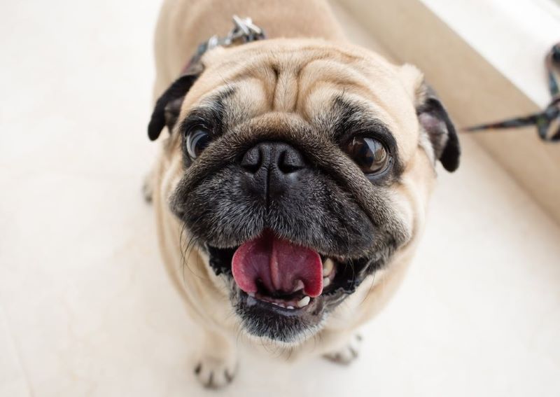 Close up of pug's face.