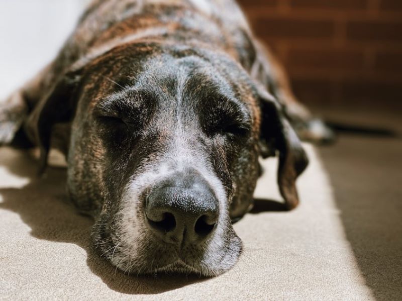 image of dog lying on ground