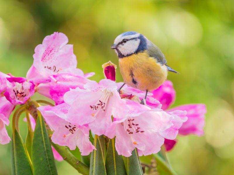 Birds sat on flowers.