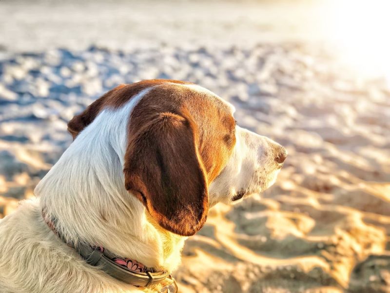 The Best Dog Cooling Treats