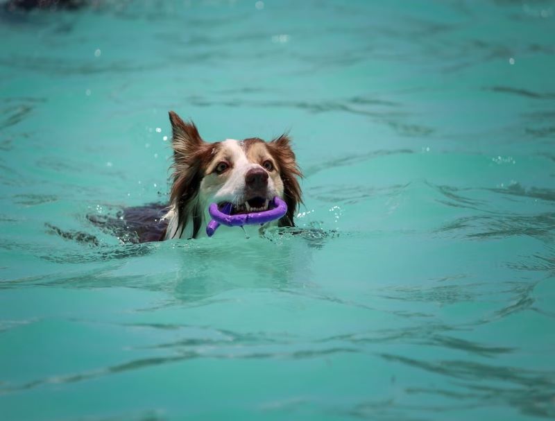 Dog swimming with a toy.