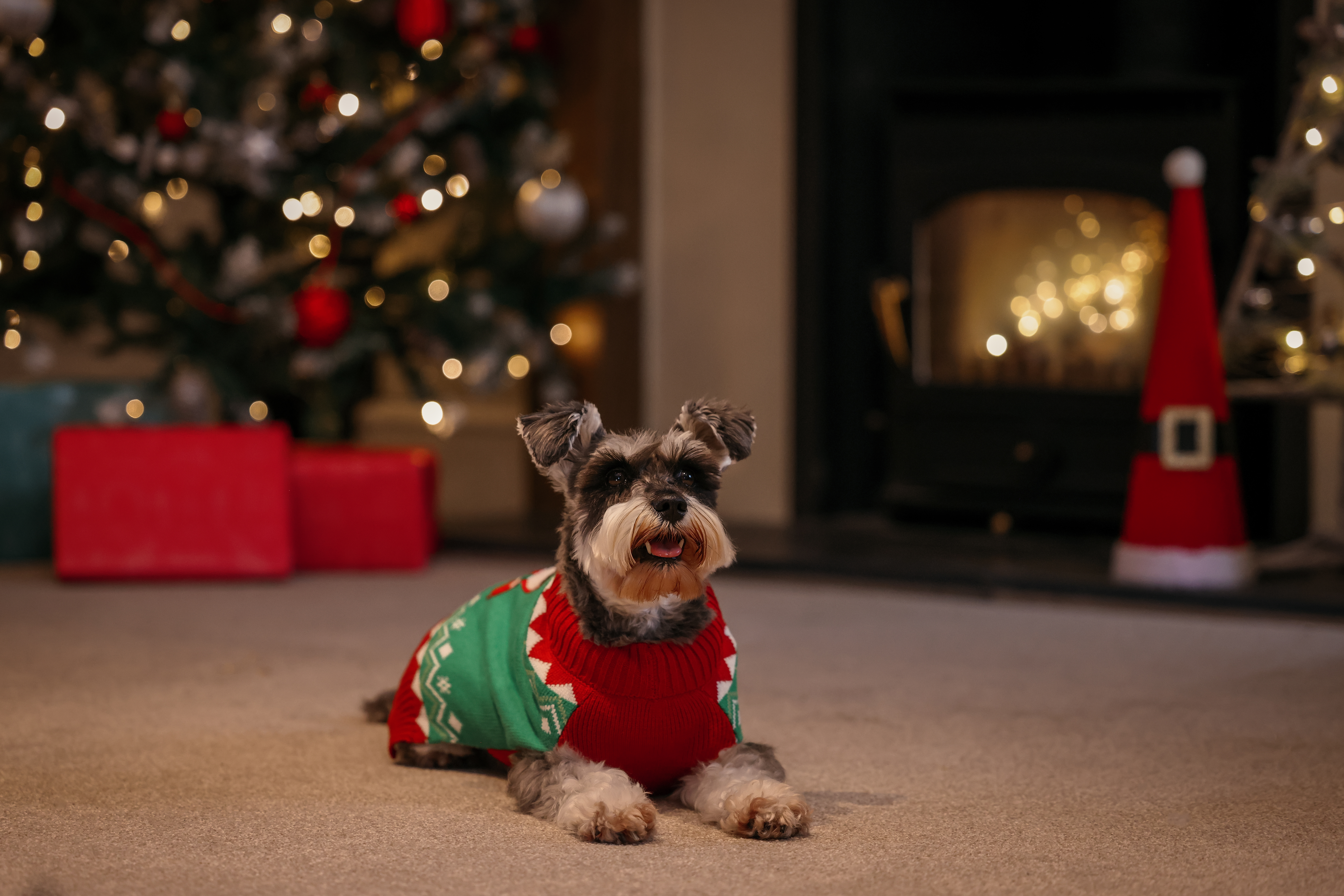 Schnauzer sat in front of christmas tree.