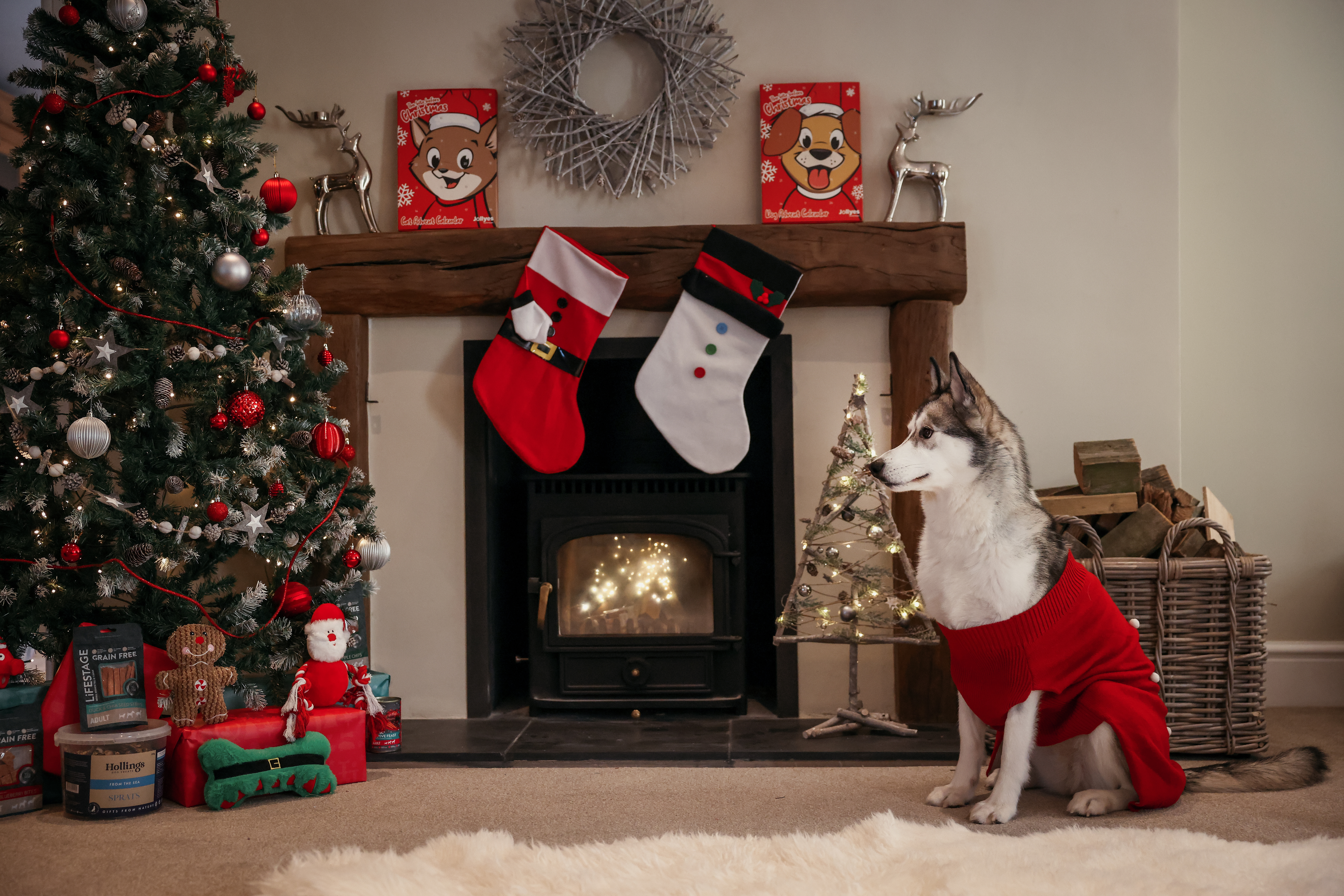 Husky sat in front of christmas scene.