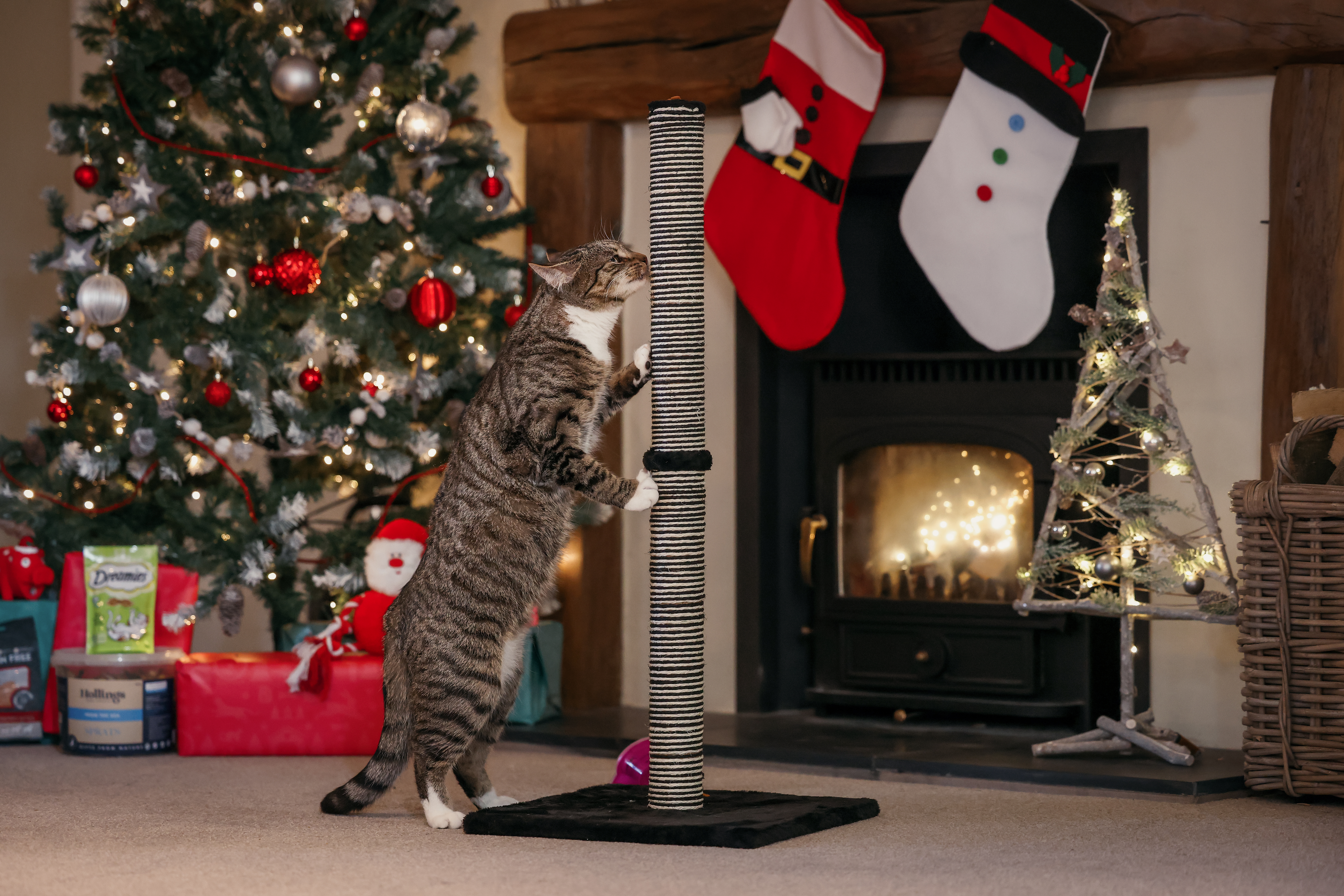 Cat playing with cat scratcher.