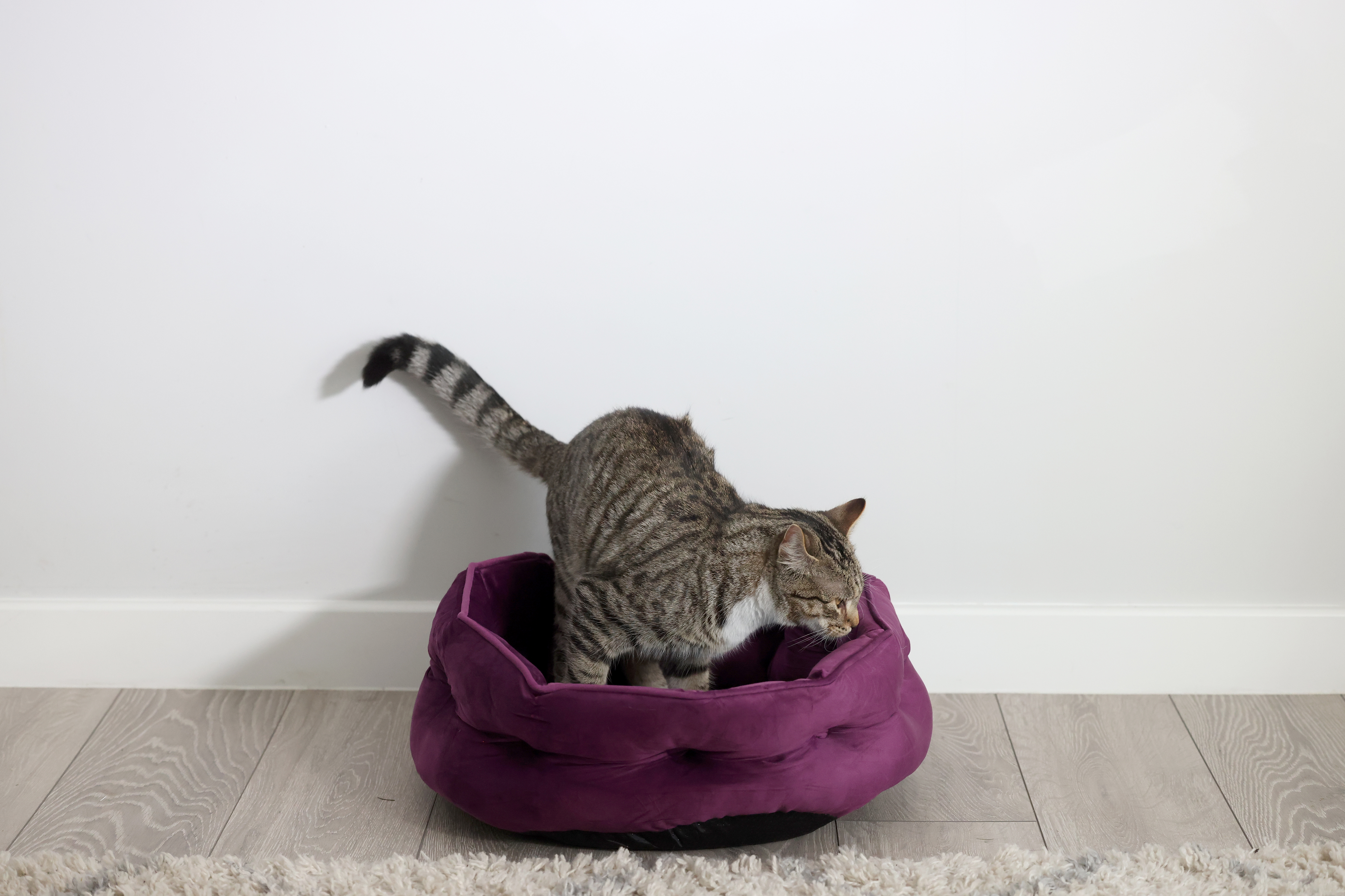 Cat stood in bed.