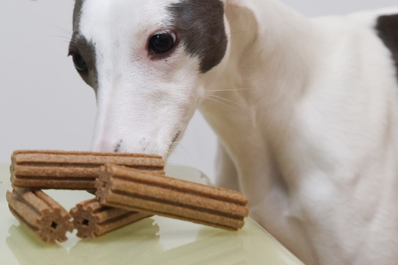 Dog sniffing dental treats.