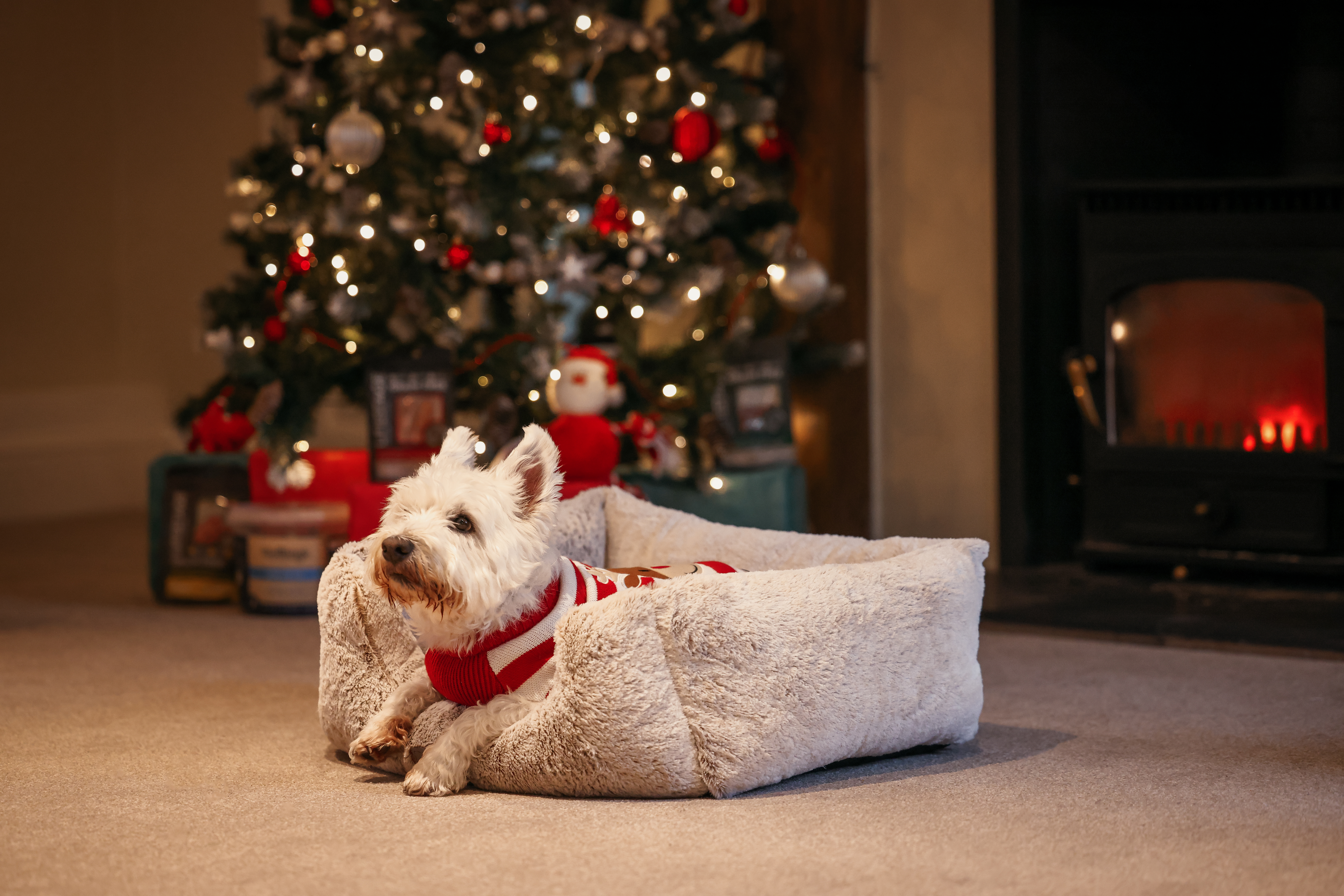 Westie sat in dog bed in front of christmas tree.
