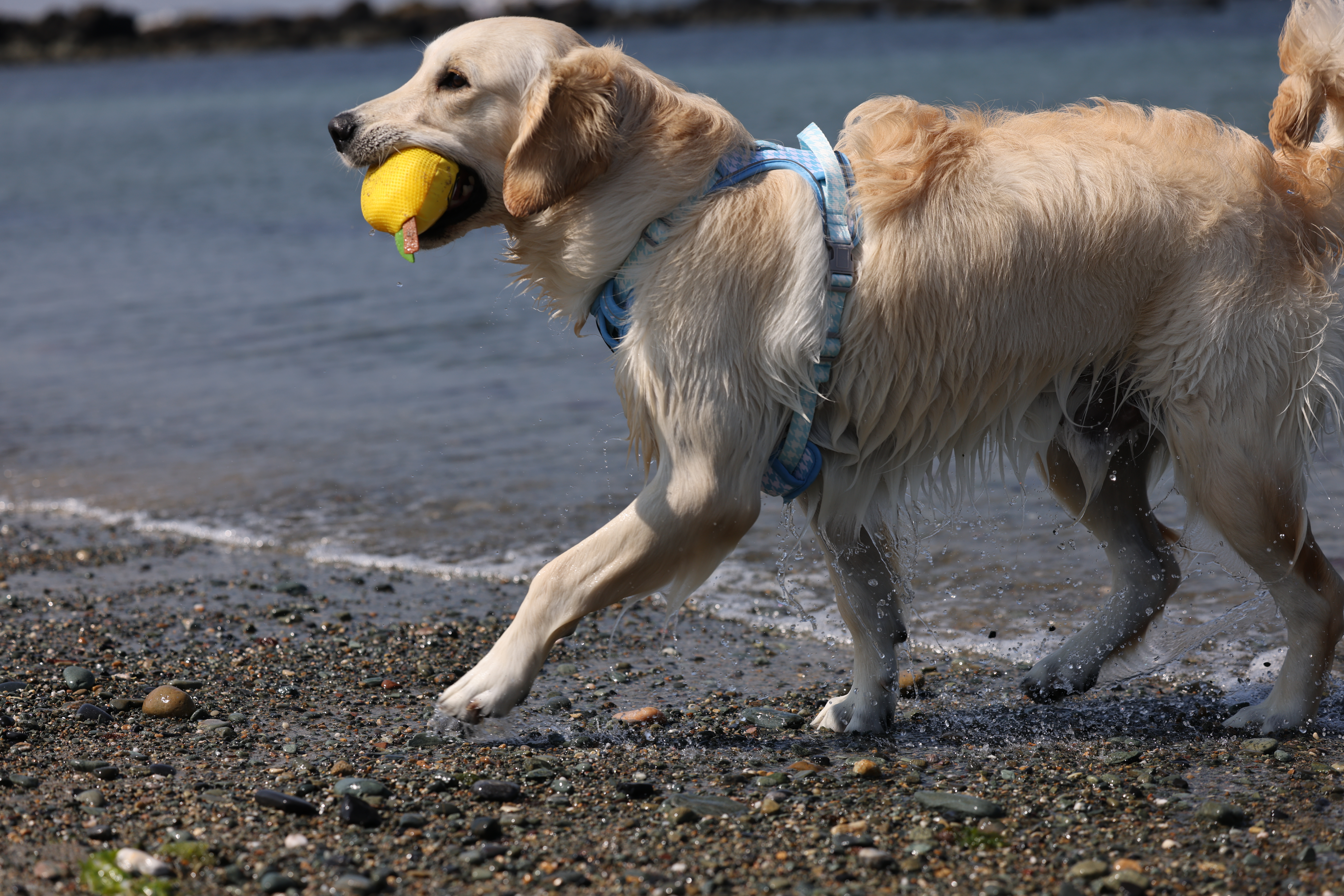 Golden retriever running on beach wearing harness with toy in mouth.