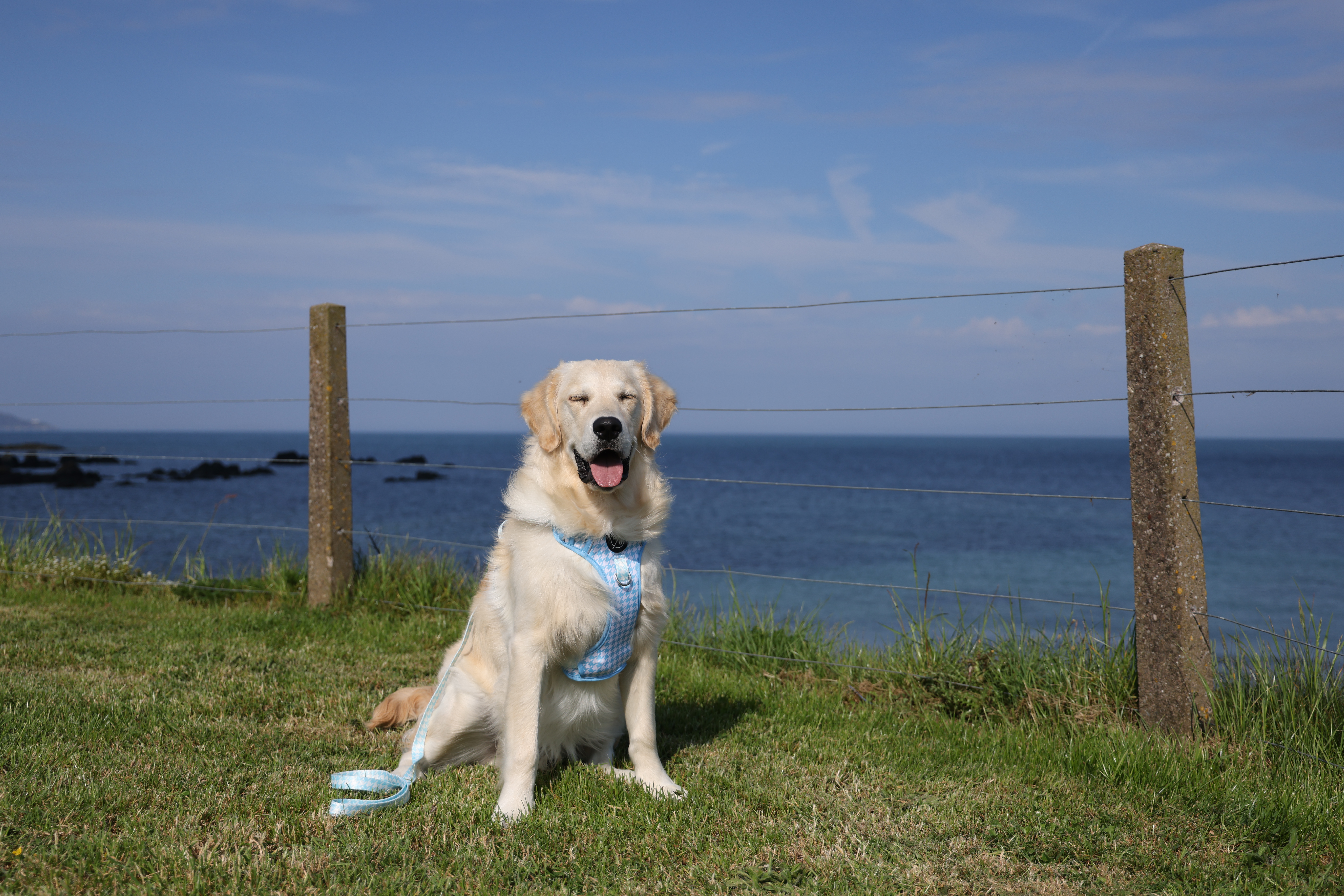 Golden retriever wearing a harness in front of the sea.